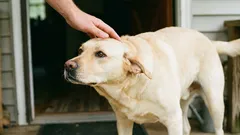 Como acariciar um cão da maneira correta: 5 zonas que se deve evitar inicialmente