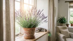 Plantas de interior que ajudam a combater o stress