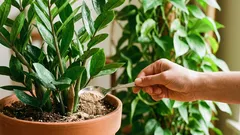 Como adicionar fertilizante ao vaso sem «queimar» as raízes: 3 passos e a dosagem segura.