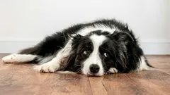 O cão sente ressentimento pelo dono: como isso se manifesta