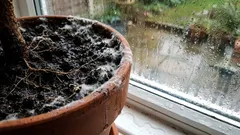 O solo está coberto de bolor ou infestado de moscas: causas e soluções.