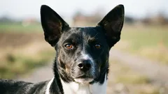 Como escolher um cão mais robusto: testes genéticos, criação responsável e menos consanguinidade