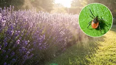 10 plantas que ajudam a afastar os ácaros do seu jardim