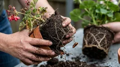 5 erros ao transplantar plantas que as prejudicam