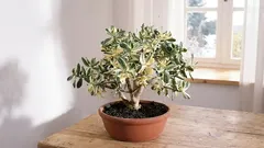 Cultivar Crassula para atrair riqueza e sucesso para a sua casa