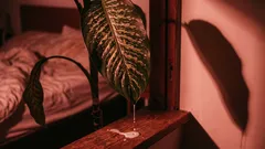 5 plantas que contaminam o ar em vez de purificá-lo