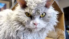 Como ganhar a confiança de um gato: sinais calmos que funcionam mesmo num apartamento