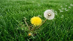 Como eliminar as ervas daninhas antes que elas tomem conta do seu relvado