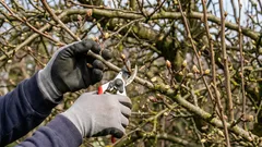 Como não comprometer a colheita na primavera ao podar árvores de fruto