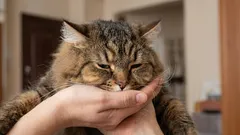 Porque é que o seu gato não o vem receber à porta — e o que isso pode estar a dizer