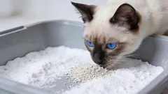 O cheiro da caixa de areia do gato desaparecerá para sempre: uma maneira simples, sem produtos químicos e sem prejudicar o seu animal de estimação.