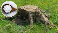 Não fica nenhum vestígio do tronco no jardim. Um método comprovado pelos jardineiros.