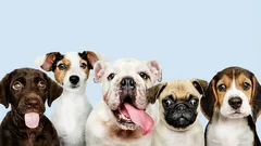 Primeiro cão em casa? 7 raças populares que podem dar mais trabalho do que parece