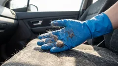 Os pelos e o cheiro dos animais desaparecerão sem deixar rasto: formas rápidas de limpar o interior do carro