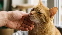 Como conquistar a confiança de um gato: 5 sinais tranquilos sem palavras
