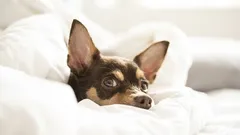 Por que um cão dorme no travesseiro do dono? Um erro de treinamento ou um sinal de afeto?