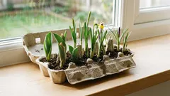 Não deite fora a caixa dos ovos: em apenas alguns minutos, pode transformar-se na mais bonita decoração primaveril.