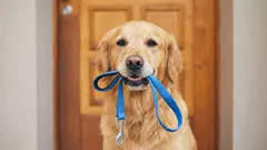 Será verdade que passear os cães duas vezes por dia é um mito?