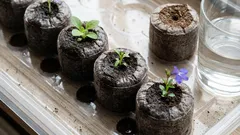 Pastilhas ou turfa: o que é melhor para as mudas, para não ter de se preocupar com a terra