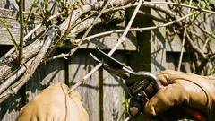 Plantas que devem ser podadas em março para estimular uma melhor floração.