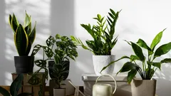 As 10 plantas de interior mais resistentes: a escolha ideal para quem se esquece facilmente e está sempre ocupado