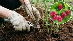 Framboesas e groselhas em abril: três passos para duplicar a colheita. Erros — para aprender