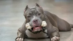 De aparência imponente, mas com um coração meigo: 6 raças de cães que surpreendem pelo seu temperamento