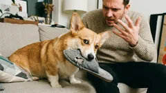 Como perceber que o seu cão não o respeita: 7 sinais de alerta