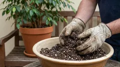 Por que não tiro a terra velha dos vasos?
