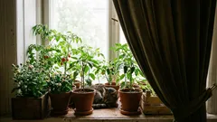 Porque é que a beringela deixa cair as flores e como resolver com luz e temperatura