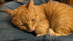 Erros críticos cometidos pelos donos que encurtam a vida dos seus gatos