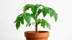 A planta do tomate em casa: quais são os truques para o cultivo de mudas de tomate que vão salvar a situação