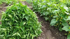 A urtiga não é uma erva daninha, mas sim um excelente fertilizante. Uma manta de urtigas para os pepinos — o meu ingrediente secreto