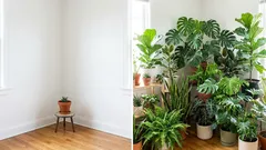  Aumente a sua vegetação: 10 plantas de interior que crescem rapidamente e transformarão rapidamente a sua sala num oásis verdejante
