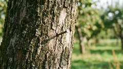 Porquê cravar um prego numa macieira: um ritual milenar que pode ser explicado cientificamente