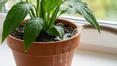 Como regar plantas de interior sem as afogar: o teste do dedo que resulta