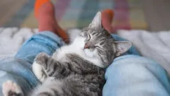 O seu gato dorme aos seus pés ou na cabeceira da cama? Uma explicação para as preferências noturnas do seu gato.