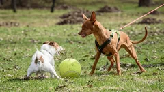 Porque é que o meu cão ladra e puxa ao ver outros cães — e como reduzir a reatividade