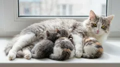 Gatos idosos aos 7 anos: a partir de que idade é que um gato pode ser considerado ainda jovem ou já muito velho?