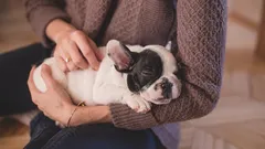 7 sinais de que é um dono responsável